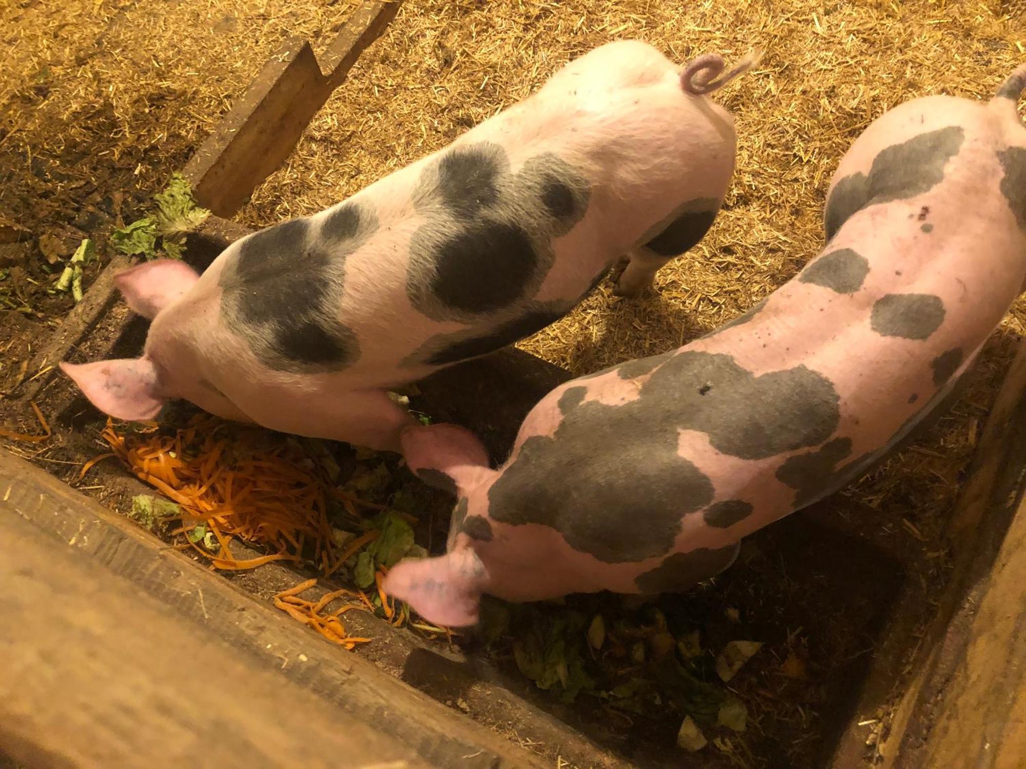 Ferienwohnung Urlaub auf dem Feichterhof Rein in Taufers Exterior foto